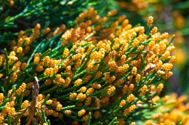 Ardıçlar dayanıklı ve kuraklığa dayanıklı bitkilerdir. Genellikle bahçe düzenlemelerinde süs çalı olarak kullanılır. Bazı ardıç türleri cin yapımında kullanılan böğürtlenleri üretir..