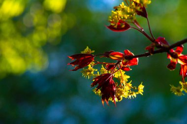 Acer Rubrum, bataklıklarda yaygın olarak bulunur. Sonbaharda parlak kırmızı yaprakları var. Hızla büyür ve 40-60 feet yüksekliğe ulaşabilir. İlkbaharda küçük kırmızı çiçek kümeleri üretir.