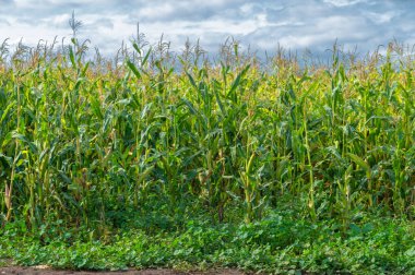  Büyük taneler ya da çekirdekler üreten bir Kuzey Amerika tahıl bitkisi mısır koçanı üzerine dizilmiş. Birçok çeşidi, hem insan hem de çiftlik hayvanı tüketimi için son derece değerli sayısız ürün sunuyor..