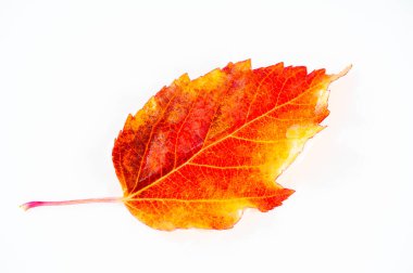 Sonbahar yaprağı Maple Acer ginnala, sonbaharın sembolü ve mevsimlerin değişimi. Çeşitli toprak türlerinde iyi yetişir. Göz kamaştırıcı güzelliğini parlak kırmızı yapraklarıyla sağlar..