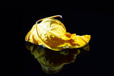 Kurumuş amber yaprağının canlı rengini ortaya çıkarıyor. Koyu bir arka plan ve parlak sarı bir yaprak arasındaki zıtlık. Çarpıcı ve görsel olarak çarpıcı bir görüntü.