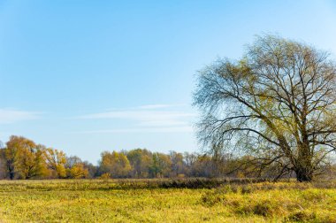 Sakin bir nehir taşkın ovasında sonbaharın güzelliğinin tadını çıkar. Suya yansıyan sarı ağaçların canlı renklerinin tadını çıkar. Rahatlatıcı bir yürüyüş yap ya da güzel bir manzaranın içinde yürü..