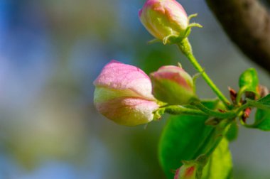 Narin çiçekler elma ağacına güzel bir görünüm verir. Doğanın güzelliği çiçeklerin açmasıyla ortaya çıkar. Meyve bahçesinin huzurlu ve resimli manzarası.