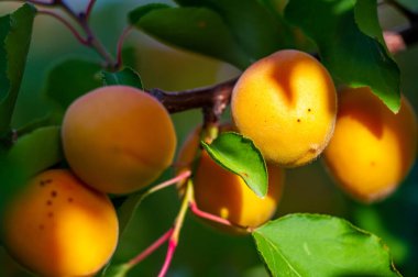 Kayısı sulu ve vitamin zengini özellikleriyle bilinir. Büyüme evresinde kayısı ağaçlarının yaprakları gür ve yeşildir. Lezzetli tatlarının tadını çıkarmalısın..