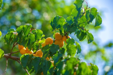 Taze kayısılar vitamin ve besin açısından zengindir. Kendi kayısı ağacını yetiştir ve sulu bir hasat elde et. Kayısı tarlaları sağlık ve refahı teşvik eder.