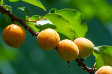 Vitaminlerle doldurulmuş taze kayısılar sulu ve sağlıklı bir atıştırmalık olur. Kendi kayısı ağaçlarını yetiştir ve bol bol hasat al. Kayısı tarlaları genel sağlık ve refahı teşvik eder.