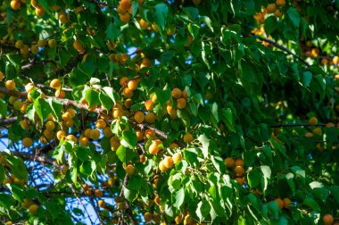Sağlıklı meyve hasadı için kayısı çiftliği. Sağlığınız için vitamin dolu sulu kayısı. Bol ve besleyici bir hasat için kayısı yetiştirin.