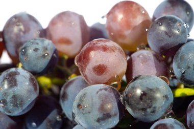 Beyaz arka planda ferahlatıcı şekilde sulu siyah üzümler. Şarap severler ve uzmanlar için ideal bir imaj. Bu renkli meyve gösterisiyle yaz atmosferini yakalayın.