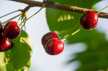 Kiraz, vitamin bakımından zengin sulu ve olgun bir meyvedir. Vejetaryen diyeti ve sağlık tanıtımı için ideal. Canlı kırmızı rengin tadını çıkar