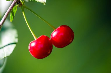 Genel sağlık için gerekli vitaminleri içerir. Sulu ve olgun kirazlar lezzetli bir vejetaryen aperatiftir. Diyetinde kirazların faydalarının tadını çıkar..