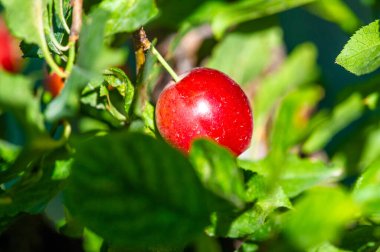 Erikler vitamin açısından zengindir ve olgunlaştıklarında sulu olurlar. Bahçıvanlık meraklıları erik ağaçları yetiştirebilirler. Taze erikler sağlıklı ve lezzetli bir atıştırmalıktır..