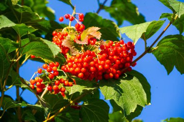 Viburnum bitkileri hasat mevsiminde sulu ve olgun meyveler üretir. Viburnum yaprakları gür ve güzeldir. Bu botanik harikaları doğal bir güzellik katıyor.