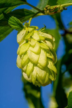 Zıpzıp, haşhaş ve gerekli yağlarla demlenme dünyasını keşfedin. Pişirme ve demlemede fenolleri ve tatları öğrenin. Bu malzemelerin hamur işlerinde nasıl kullanıldığını öğrenin..