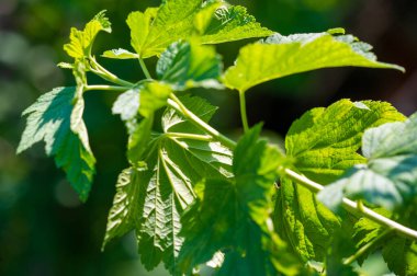 Konyakla üzümlü çayın ferahlatıcı ve eşsiz bir karışımı. Meyve ve alkolün mükemmel kombinasyonu Tadını çıkarmak ve zevk almak için lezzetli bir içecek