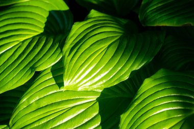 Karmaşık damarlı enfes hosta yaprakları. Nefesinizi kesecek yeşil bir başyapıt. Yaprak kıskançlığı, Yapraklı Lüks Bahçe Mücevherleri 'nden.