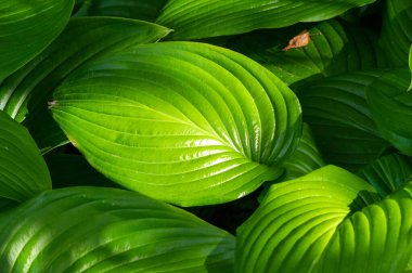 Hosta doğanın güzelliğini bahçenize getirecek. Hostta yapraklarının zarif dansının tadını çıkarın. Doğa bahçeye ev sahipliği yaparak neşe getiriyor