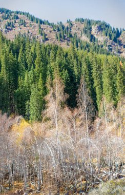 Görkemli Tien Shan çiftliğinin görkemli ilkelerini ve huş ağaçlarını keşfedin doğanın dinginliğini ve sükunetini en saf haliyle yaşayın. Kendini bu nefes kesici manzaranın kalbine daldır.