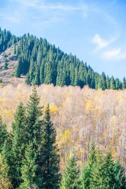Tien Shan 'ın büyüleyici ladin ormanlarını keşfedin. Doğada sonbaharın canlı renklerini tecrübe et. Dağlardaki yeni yüksekliklere doğru bir yolculuğa çıkın..