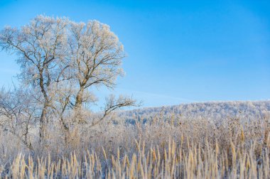Gün doğumunda karla kaplı bir tarlanın güzelliğini hissedin. Nöbetçi gibi duran uzun ağaçların arasında bir yürüyüş yap. Dokunulmamış otların kabarık beyaz tabakaların altından süzüldüğünü keşfedin..