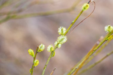 Bahar. Söğüt tomurcukları. Yeni hayatın ve büyümenin başlangıcını sembolize eder. Yenilenmeyi ve gençleşmeyi simgeliyor. Bahar mevsiminin güzelliğini ve hassasiyetini temsil ediyor..