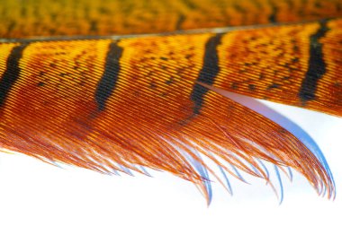 Tüylü sülünün cazibesini hisset. Kendinizi canlı renklerle ve pürüzsüz kıvrımlarla dolu bir dünyaya daldırın. Bırak hayal gücün bu mükemmel parçayla yeni yüksekliklere süzülsün..