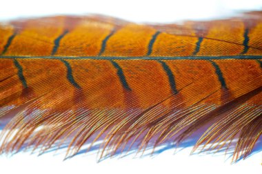 Sülün tüylerinin çarpıcı güzelliğini tecrübe et. Parlak renkler ve karmaşık desenlerle yapılmış. Doğa Ana 'nın eşsiz sanatına bir övgü..