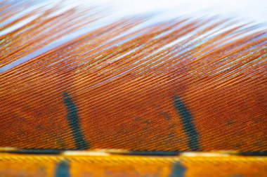 Bu göz kamaştırıcı sülün tüyüyle her ortama doğal ihtişam katın. Sonbaharın büyüleyici renklerini sıcak ve dünyevi tonlarla kutlayın..