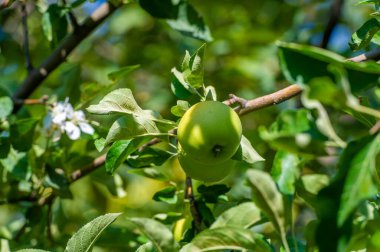 Elmalar. Elma kombinasyonunu seviyorum, bazıları sert ve keskin, bazıları da yumuşak ve tatlı. Ne yaparsan yap, pastaya baharat katma! Fransız pastasında tarçın ve hindistan cevizi olmaz..