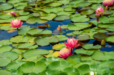Lotus. Nelumbo. Nymphaeaceae. Nilüfer çiçeği. Nilüferlerin sihrini yaşayın! Bu çarpıcı çiçekler barışı yayar, her sahneye uyum getirir. Doğa Saadeti