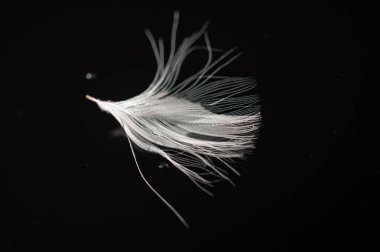 Siyah arkaplandaki beyaz tüyün kontrastı. Bir ceketin sıcaklığının ve rahatlığının sembolü. Moda eşyalarında lüks ve kaliteli malzemelerin görsel bir temsili.