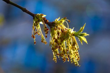 Doğanın güzel ve parlak fotoğrafları. İlkbaharın başlarında akçaağaç çiçeklerinin narin güzelliklerini yakala. Büyüleyici görüntülerle evinize biraz doğa harikası katın..