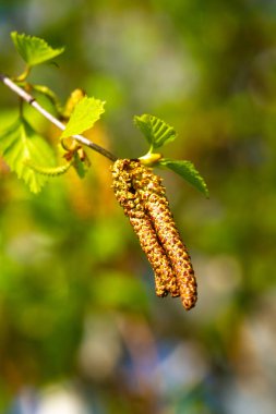 Baharın başında bir huş ağacının karmaşık detaylarını keşfet. Yeni yeşilliğin güzelliğini ve tazeliğini hisset. Botanik fotoğrafçılığında yeni hayatın ve büyümenin özünü yakalamak.