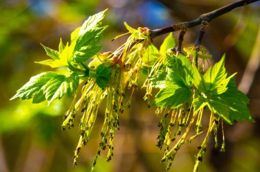 Doğanın güzelliğini canlı renklerle yakala. Bahar esintisinde akçaağaç çiçeklerinin nazik dansının tadını çıkar. Doğa fotoğrafçılığıyla mekânınıza sükunet ve güzellik katın..