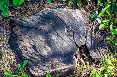 Bahçeniz veya bahçeniz için doğal, kırsal bir dekorasyon. Bitki tezgahı ya da masa tabanı olarak kullanılabilir. Açık alanlara biraz doğa ve karakter katar.
