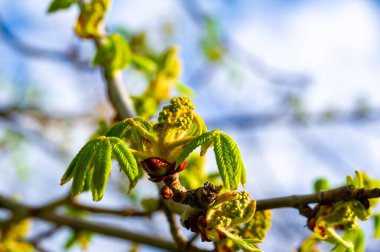 İlkbaharın başlarında doğanın yenilenmesinin güzelliğini hisset. Kestane ağaçlarının narin ve açılmamış çiçek tomurcuklarına tanık olun. Yeni bir yaşam ve büyüme vaadini takdir ediyorum.