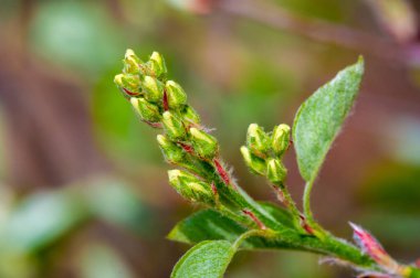 20 tür yaprak döken çalıdan ve küçük ağaçlardan oluşan bir cins. Shadbush olarak da bilinir. Servis meyvesi. June Berry. İran çileği. Gül ailesine ait..