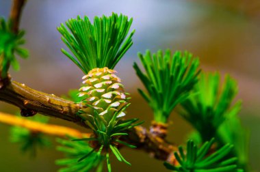 Baharın başındaki tarlaların güzelliğinin tadını çıkar. Bu sezon canlı renklerin ve yeni tarlaların tadını çıkarın. Yürüyüşe çık ya da doğa yürüyüşüne çık. Tüm ihtişamlarıyla tarlalara hayran ol..