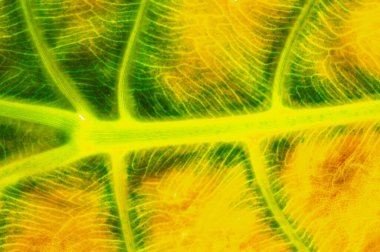 Eşsiz klasik estetik. Yaşlanmış tropik yapraklar her yere karakter katar. İçinize biraz doğa katmak için ideal..