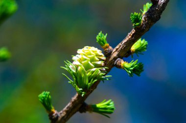 Baharda sergilenen parlak pembe kozalakların tadını çıkarın. Doğaya dokun ve güzelliğini takdir et. Doğal ortamlarında çiçek açan çam ağaçlarının eşsiz ve nadir görüntüsünün tadını çıkar..
