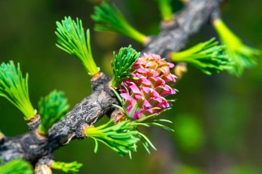 Baharın başlarında sersemletici pembe tarçınlı koni manzarasının tadını çıkar. Doğayla bağlantı kur ve çevrendeki güzelliği takdir et. Nadir ve nefes kesici bir doğa olayına tanık olun..