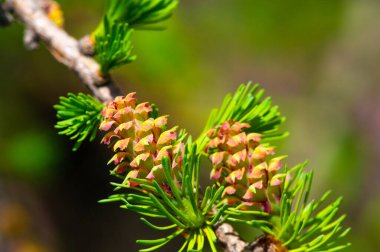 Kendinizi doğanın güzelliğine zarif pembe çiçeklerle daldırın. Görkemli çam dalları arasında huzur ve sükunet bul. Doğal dünyanın büyüleyici güzelliğini tecrübe et.