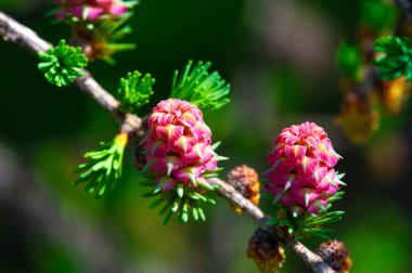 Bahçene pembe karaçam kozalaklarıyla bir tutam renk ekle. Ev dekoruna doğanın güzelliğini de ekle. Pembe kozalaklarla çarpıcı bir çiçek düzeni oluştur..