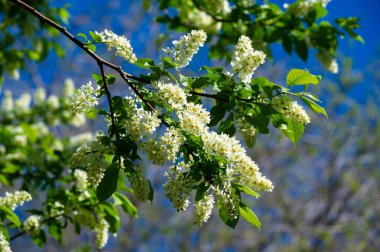 Kuş kiraz çiçekleri, yumuşak beyaz çiçeklerin doğal cazibesini alır ve bir daldan aşağı yuvarlanır. Doğadaki huzur ve huzur dolu anlara görsel bir övgü. Çiçek Dinginliği
