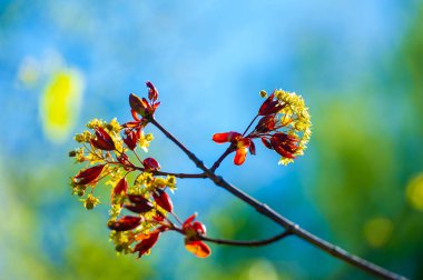 Acer Rubrum, ey bataklıklarda, sulak alanlarda ve nehir kıyıları boyunca yaygın olarak bulunan. Tipik olarak 40-70 feet 'e kadar büyür. Sonbaharda parlak kırmızı yapraklar üretir. Değerli bir yaşam alanı sağlar