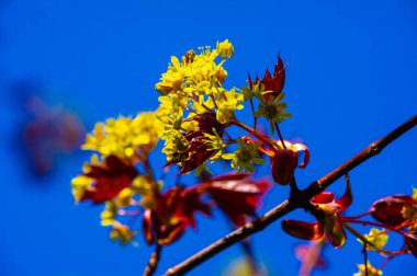 Acer Rubrum, Kuzey Amerika 'da yaygın olarak bulunur. Kırmızı çiçekler ve meyveler üretir. Sonbaharda yapraklar kıpkırmızı olur. Islak ya da bataklık bölgelerde iyi yetişir..