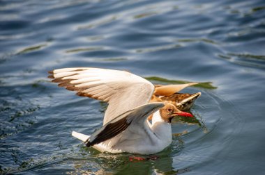 Ördekler ve martılar bir gölette aynı habitatı paylaşırlar. Her iki kuş türü de suda yüzebilir. Gölet ördekler ve martılar için doğal bir yaşam alanıdır.
