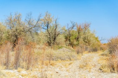 Sonbahar, Steppe. Çayırlar. Kendini bu nefes kesen Steppe manzarasının dinginliğine bırak, açık mavi gökyüzünün altında güneşten sırılsıklam olmuş uzun otlarla..