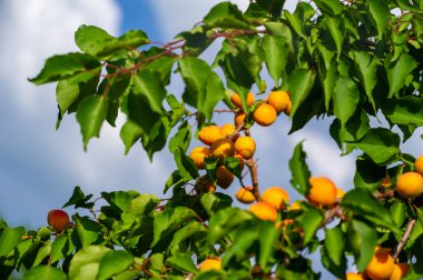 Kayısı ağaçları sıcak iklimlerde iyi yetişir. Kayısıların C vitamini bağışıklığı geliştirir. Kayısı lezzetli yaz meyveleridir. Hasat genellikle yazın başında yapılır..