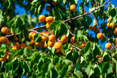 Sağlıklı bir hasat için vitamin dolu taze kayısılar. En uygun sağlık faydaları için kendi çiftliğinizde sulu kayısılar yetiştirin.