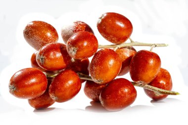 Elefon Angustifolia 'nın geleneksel tıptaki faydalarından bahset. Onbir Angustifolia 'nın bal bitkisi olarak kullanılmasını incelemek için. Meyvenin güzelliğini göster